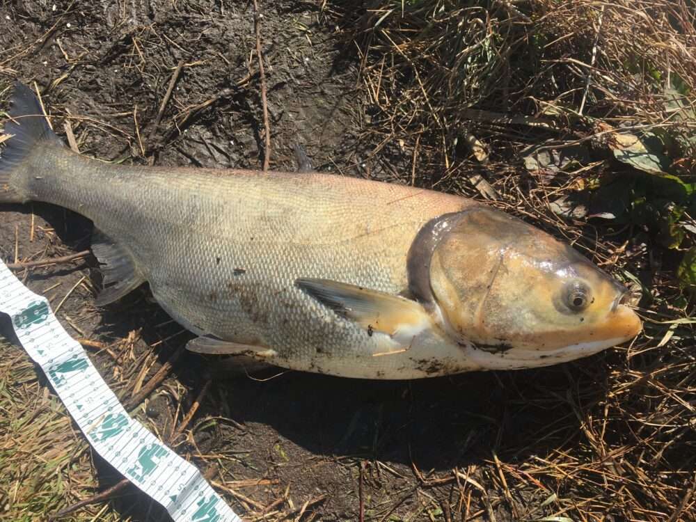 ハクレンの釣り方や味は?ジャンプが凄い巨大魚!