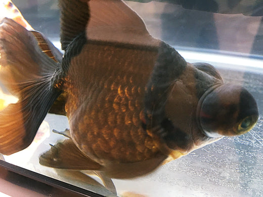 出目金飼育の3つの注意点！大きく健康的・長生きさせるコツは