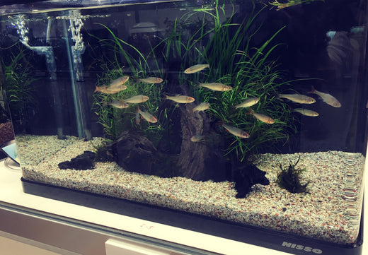 水槽セットでアクアリウムを始めよう！サイズ別でおすすめを