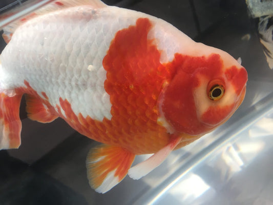 日本観賞魚フェア2017に潜入!珍しい金魚やイベントが満載!