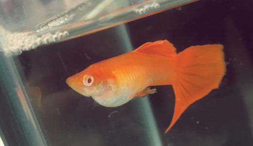 グッピーと混泳しやすい魚種は?チェックすべき3つの注意点も