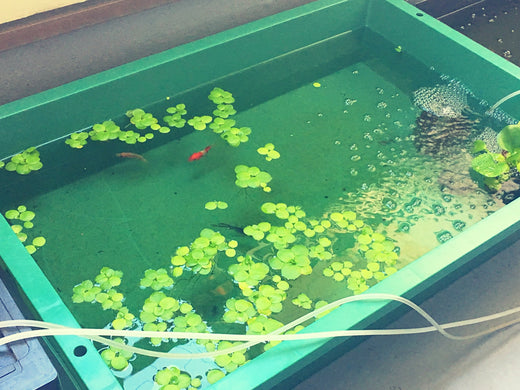プラ舟で魚を飼育しよう!おすすめ商品10選と使用の注意点