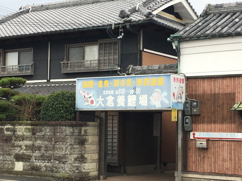 大倉養鯉場で金魚釣り!ご家族やカップルにもおすすめ!