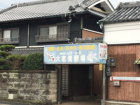 大倉養鯉場で金魚釣り!ご家族やカップルにもおすすめ!