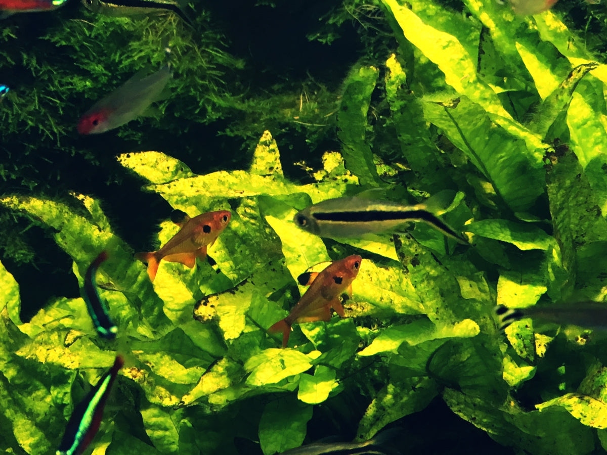 陰性水草の種類や特徴！低光量・CO2無添加でも綺麗に育つ？ – Fish