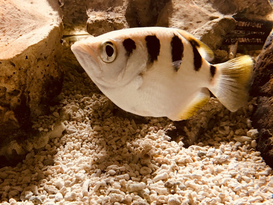 テッポウウオは飼育可能?狙撃能力がスゴイ熱帯魚!
