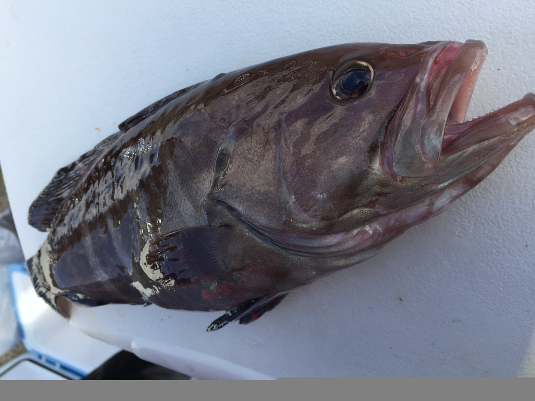 マハタは美味しい高級魚!クエとはどう見分けるの?
