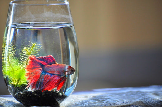 ベタの特徴や飼育の基本!カラフルで愛嬌のある人気の熱帯魚!