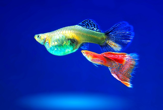 グッピーの人気15種類!水槽をカラフルに彩る熱帯魚!