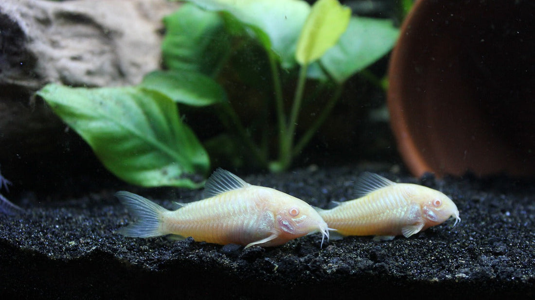 コリドラスの繁殖方法!産卵準備から稚魚の育て方、注意点まで
