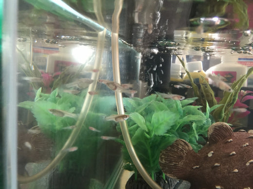 グッピーの稚魚のエサや育て方!どの位で親魚に食べられなくなる?