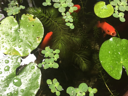 睡蓮鉢で金魚を飼おう！必要な5つの道具と選び方は？ – Fish Paradise