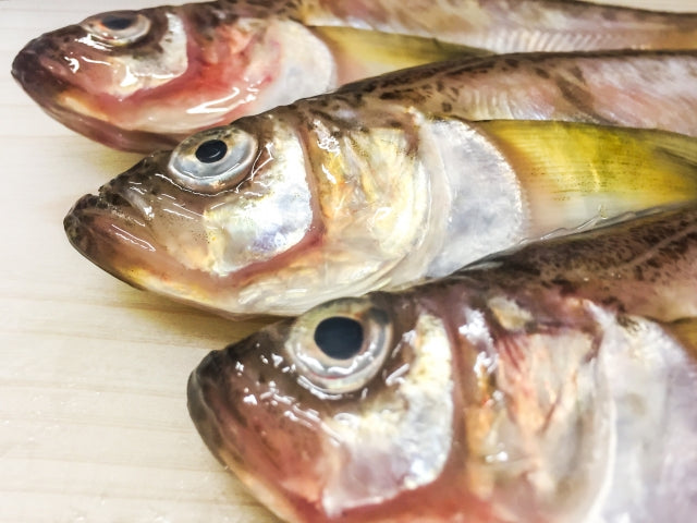 ハタハタは秋田の県魚!気になる生態や旬は?