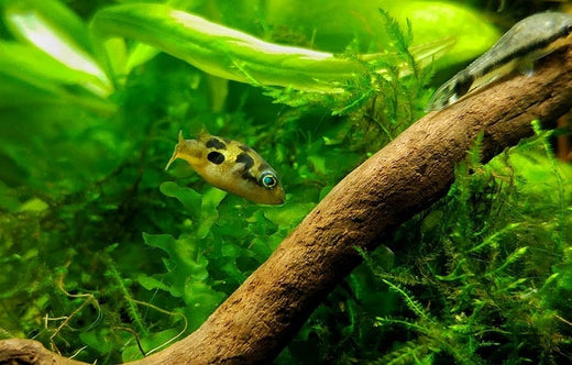 アベニーパファーの飼育法!世界最小の淡水フグを育ててみよう!