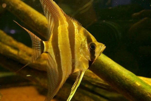 90センチ（cm）水槽・水槽セットおすすめ10選！設置重量はどれくらい