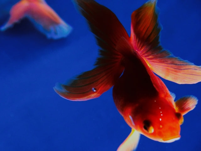 コメット(COMET)はイトスイが手掛ける定番観賞魚フード!