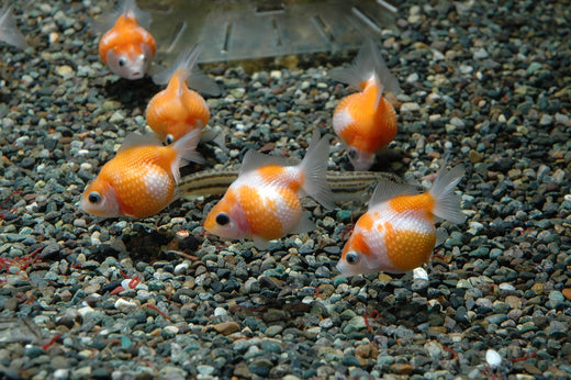 【プロが解説】ピンポンパールの飼育法!難しい理由や寿命、価格など