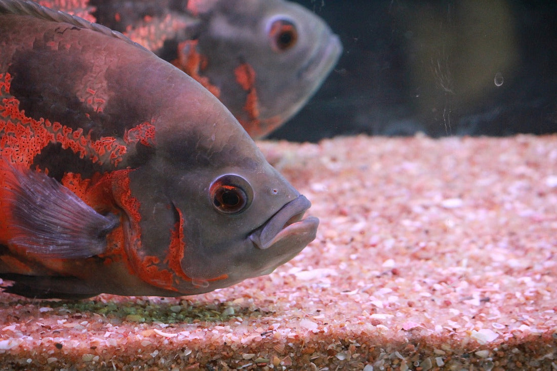 オスカーの飼育法や餌、混泳相性!人懐こくて愛らしい熱帯魚!