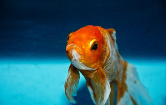 イカリムシが魚に寄生する原因と寄生した際の対処・治療法!