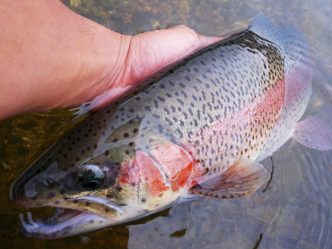 ニジマスは体側の虹色が綺麗な外来種!食べても美味しい釣魚!