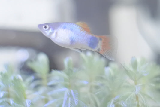 ミッキーマウスプラティの飼育方法!混泳や気をつける病気は?
