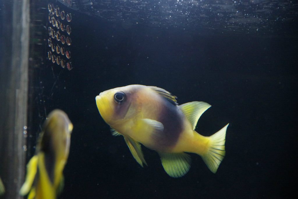 和歌山・京都・滋賀・奈良の水族館や博物館!面白い展示が沢山!