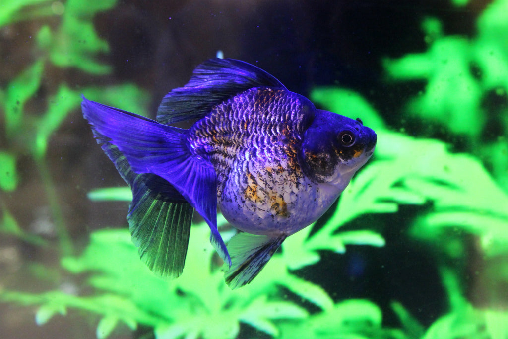 プロテクトXで魚の粘膜を守る!金魚、メダカの導入時に効果的な粘膜保護剤!