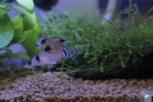 コリドラスパンダは弱い?飼い方(餌・繁殖・病気など)を徹底解説