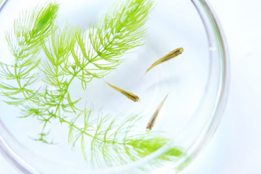 メダカにオススメの水草13種類！屋内・屋外での管理方法