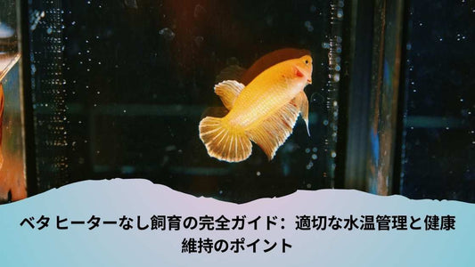ベタ ヒーターなし飼育の完全ガイド：適切な水温管理と健康維持のポイント
