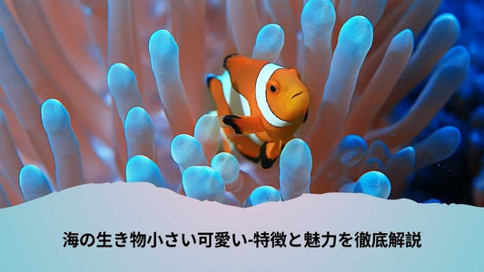 海の生き物小さい可愛い-特徴と魅力を徹底解説