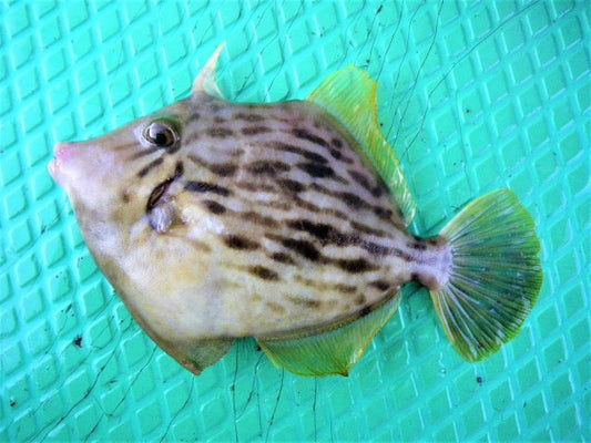 カワハギは肝が絶品！美味しい食べ方や釣り方とは？