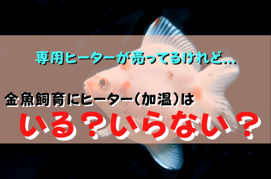 金魚にヒーターはいるorいらない？なしでも飼える条件と無加温飼育のコツ