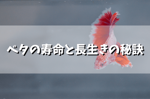 ベタの寿命と長生き飼育のコツ！年老いたベタの見分け方とは