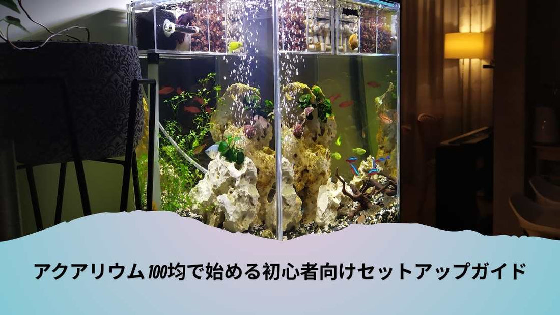 アクアリウム 100均で始める初心者向けセットアップガイド