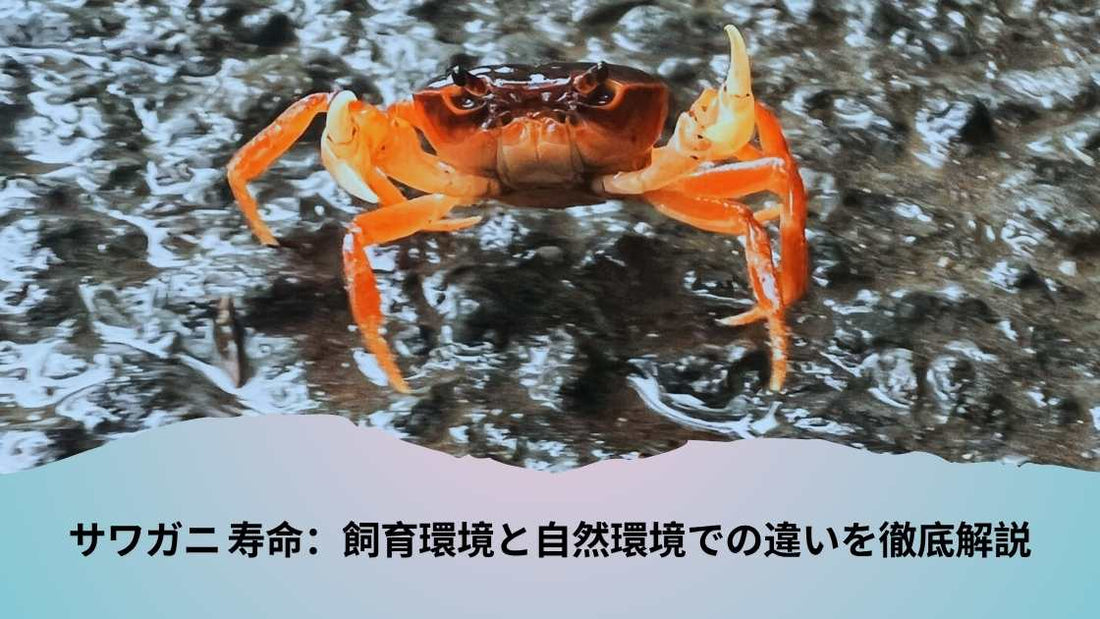 サワガニ 寿命：飼育環境と自然環境での違いを徹底解説