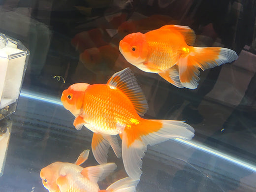 オランダシシガシラの特徴や飼い方は？肉瘤が格好いい品種！