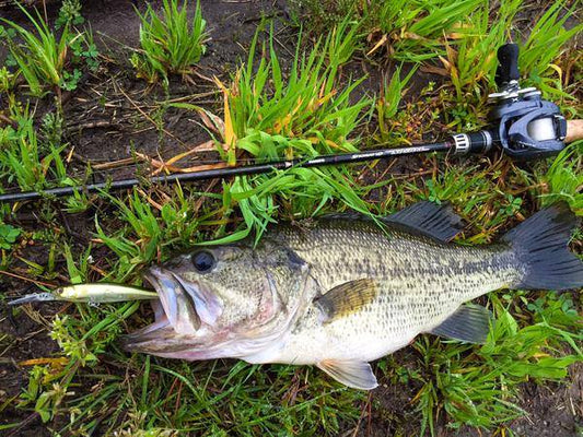 ダウズビドーの特徴や使い方は？ジャーキングには欠かせない人気商品！