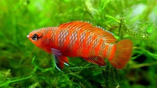 スカーレットジェムを飼育しよう！餌選びのコツは？メスは入手困難？