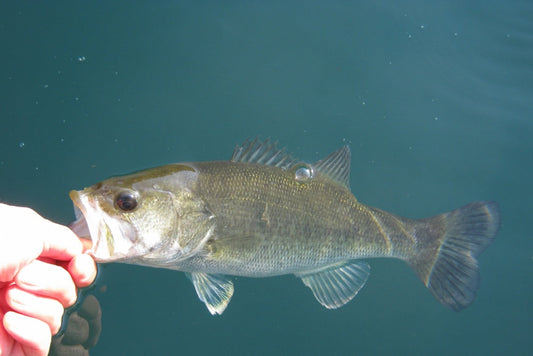 ネコリグでフィネス！おすすめのシンカー・フック・ワームを伝授！