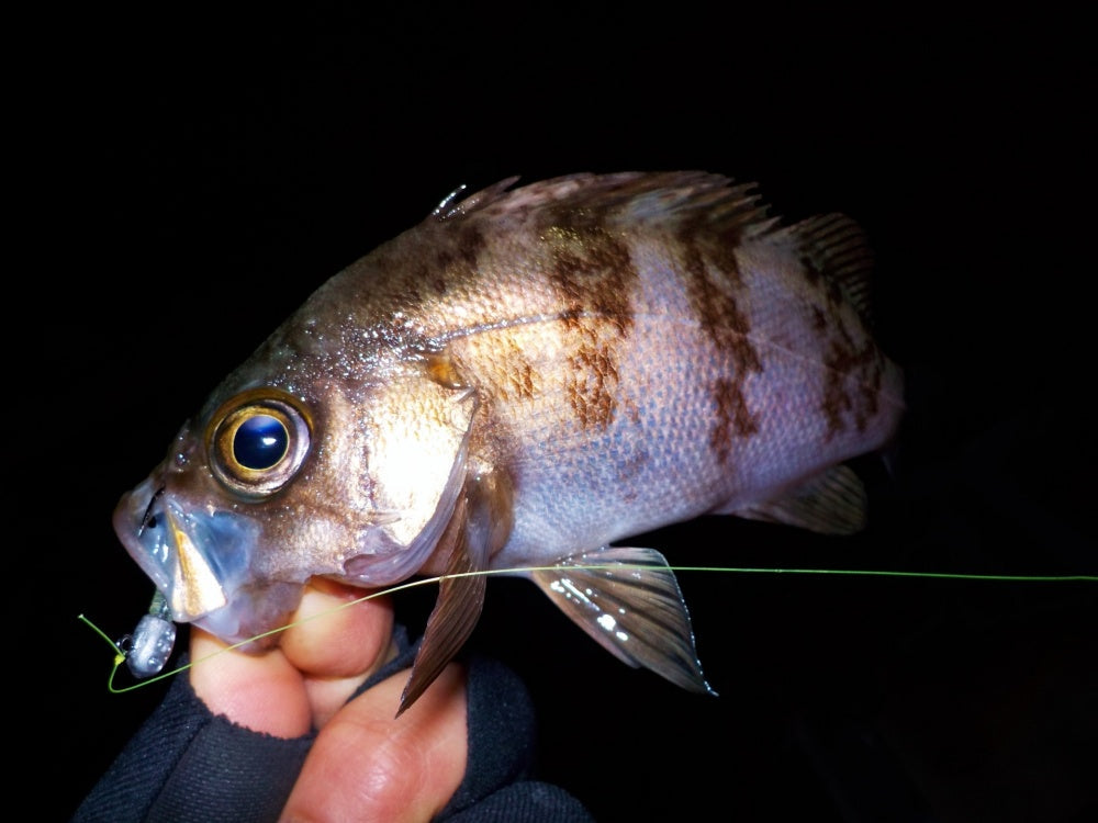 メバリングに最適な時期はいつ？メバルの生態を理解して的確に攻めよう！