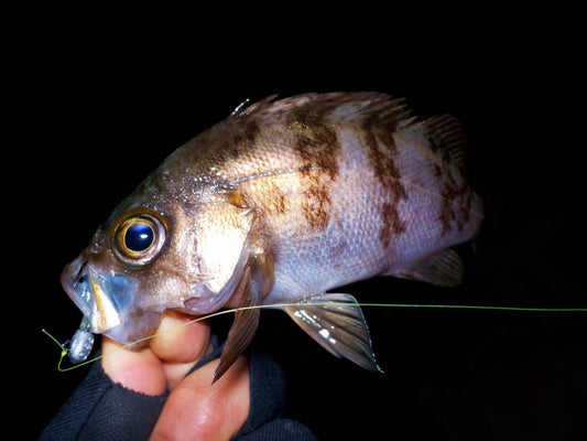 メバリングに最適な時期はいつ？メバルの生態を理解して的確に攻めよう！