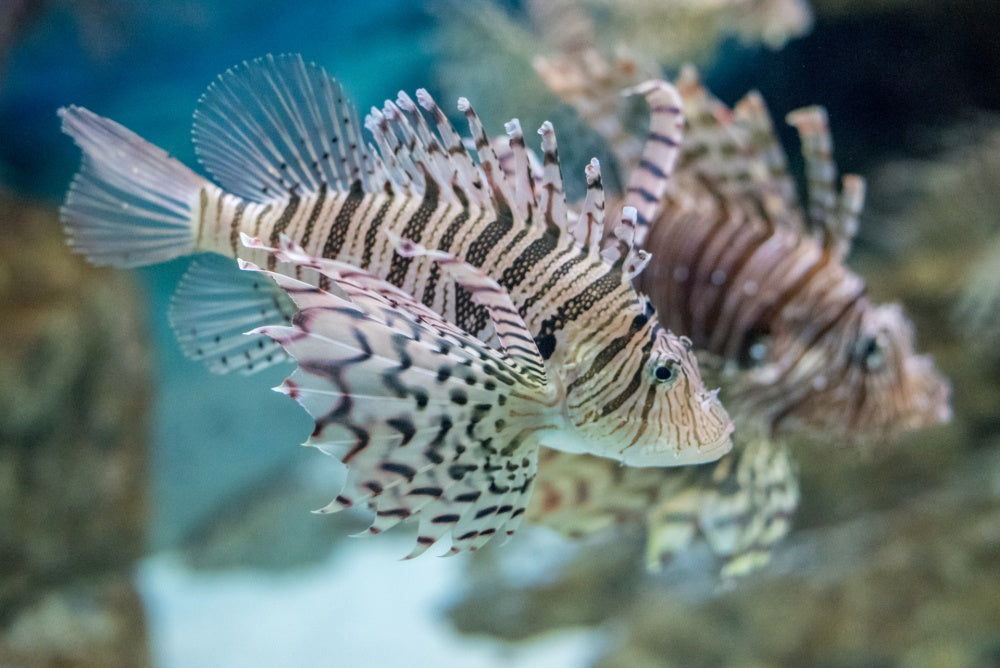 ミノカサゴは綺麗なヒレを持つ毒魚！刺された時の対処法は？