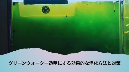 グリーンウォーター透明にする効果的な浄化方法と対策