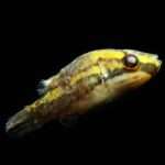 水カビ病の原因と治療法をプロが解説