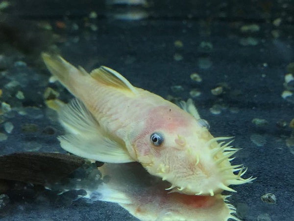 ブッシープレコはヒゲがキュートな熱帯魚！飼い方や繁殖方法など