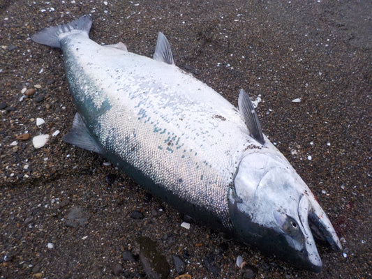 サクラマスをルアーで狙おう！釣り場別に最適なルアーを厳選！