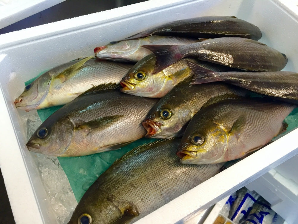 イサキ釣りの時期や釣り方！釣果を上げるためのコツも解説！