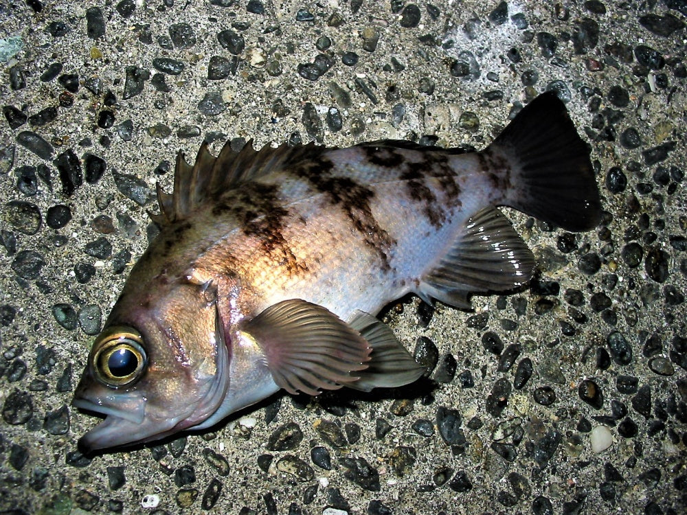 鮎の一生」シリーズがジョイクロに新追加！どこで買える？ – Fish Paradise