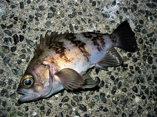 【最新版】メバル用プラグを厳選！メバリングに効果的なプラグの使い方・カラー選びは？